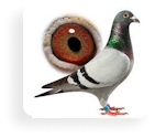 şekil görüntü